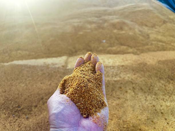 istock farmer hand showing coproduct dry distiller grain corn on feedlot intensive production system beef cattle 2219556519