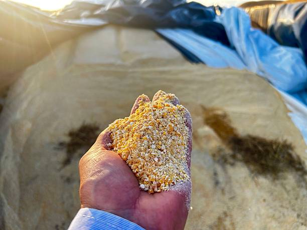 istock farmer hand showing rehydrated corn on feedlot intensive production system beef cattle 2219556529