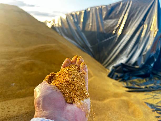farmer hand showing coproduct dry distiller grain corn on feedlot intensive production system beef cattle