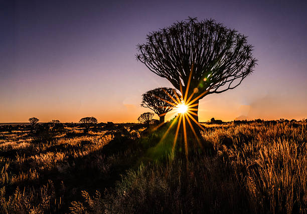 Sun flare at sunset through Quiver Tree Forest in silhouette Keetsmanshoop, Namibia.