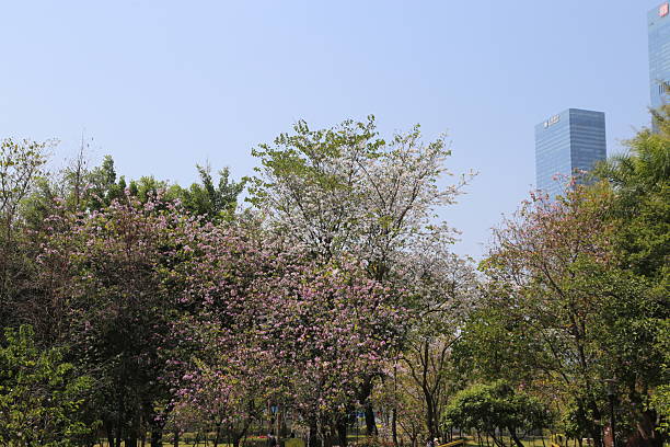 istock In the park, cherry trees bloom in full swing against a clear blue sky. 2219564270