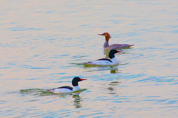 istock Loons at sunrise-Petoskey, Michigan 2219564802