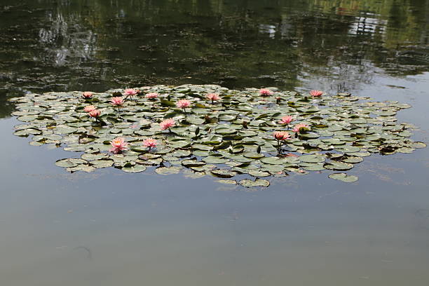 A lake with water lilies floating on the surface, seen from above. The pink flowers of several lilypads float in an oval shape. In front is a small island covered by dense green leaves.