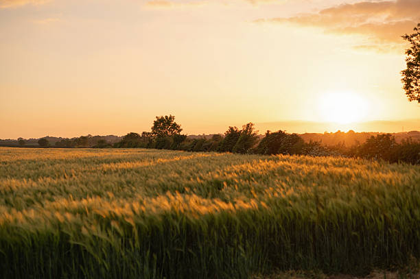 istock View wheat field during summer sunset. 2219566783