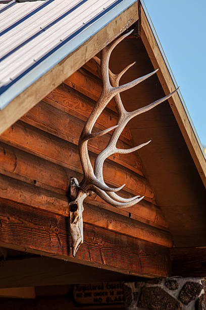 istock Elk skull and antlers mounted on log cabin vertical 2219566856