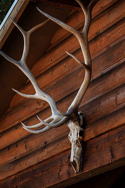 istock Elk skull and antlers mounted on log cabin vertical 2219566860