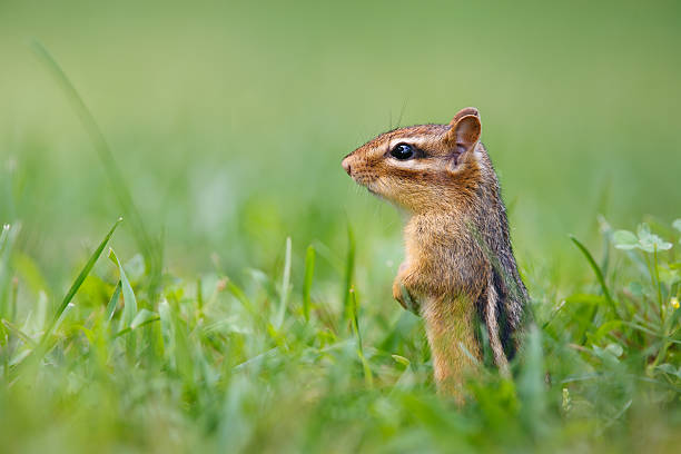 istock Eastern Chipmunk standing on hind legs on a grass lawn 2219567463