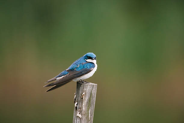 A blue and white male tree swallow perched on a post in United States, New Jersey, Lyndhurst