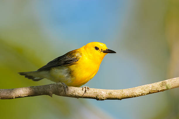 istock A bright yellow male Prothonotary Warbler perched on a branch 2219567530