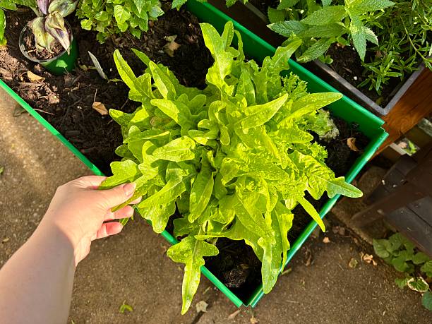 istock Hand touching fresh green lettuce in a raised garden bed 2219567567