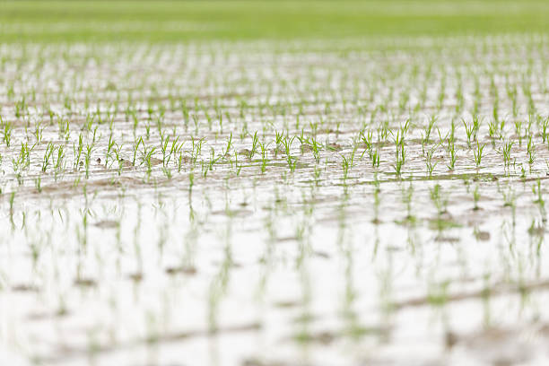 A low angle tight view of rice seedling plants in that have just been implanted into a rice paddy.