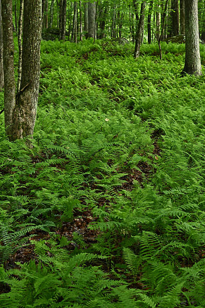 White-tailed deer trail through hay-scented ferns in a Connecticut forest, late spring/early summer
