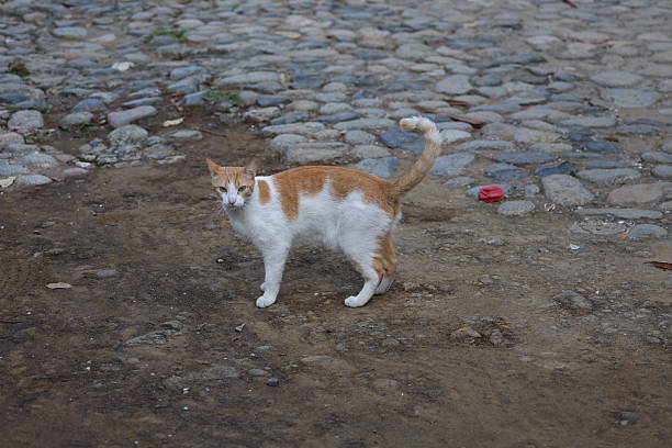 Orange and white Colombian street cat standing on dirt