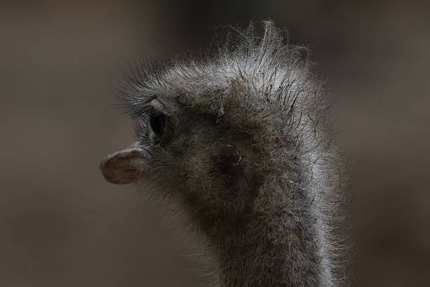 Portrait of an Ostrich
