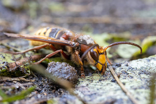 istock A hornet on wet ground after summer rain. 2219572241