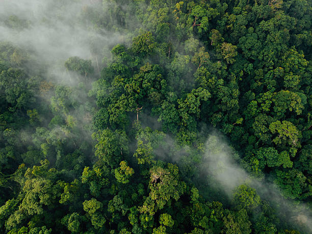 istock View of Misty Tropical Forest Canopy: Abstract Nature Texture 2219573217