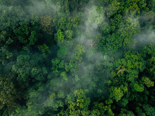 istock View of Misty Tropical Forest Canopy: Abstract Nature Texture 2219573219