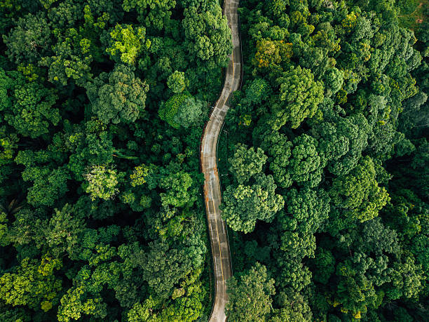 istock Aerial View: Winding Road Through Dense Tropical Forest Canopy 2219573252