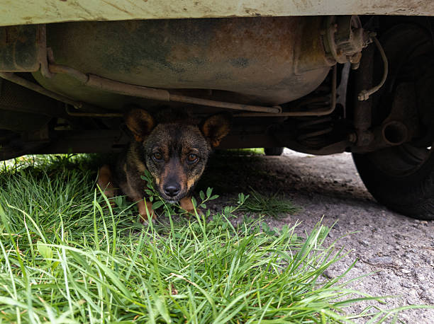 istock A small dog under a vehicle with grass in front of it 2219573837