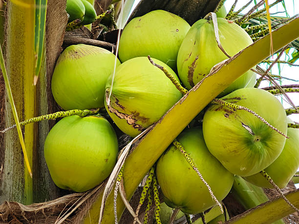 istock Young coconut fruits on tree. 2219573862