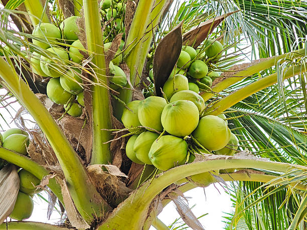 istock Young coconut fruits on tree in garden 2219573864