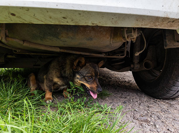 istock A dog laying under a car under the grass 2219574009