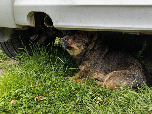 istock A dog laying in the grass under a car 2219574114
