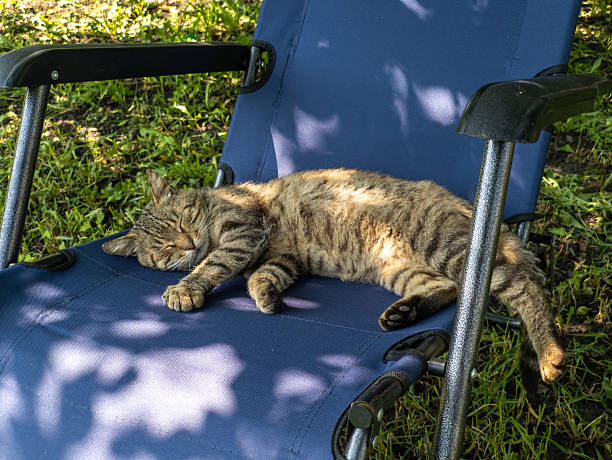 istock A cat sleeping on a blue chair in the grass 2219574313