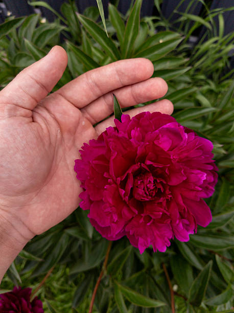 istock A man holding a pink peony flower in his hand 2219574505