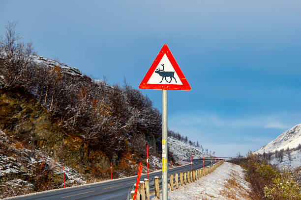 Reindeer Crossing Sign in Norway