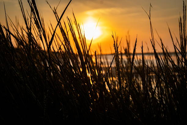 istock Sunset behind the reeds 2219578419