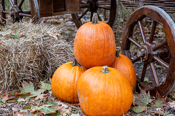 istock Vibrant autumn scene featuring large orange pumpkins arranged on a rustic backdrop of hay bales. Surrounded by colorful autumn leaves, the setup captures the essence of fall. 2219578450