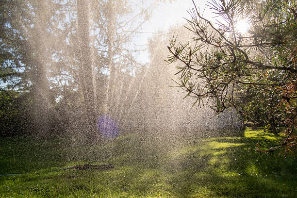 Tall ornamental grasses,yellow wheelbarrow with garden cleanup. Hose lightly spraying.  Grasses are drought resitant and do not require a lot of watering.