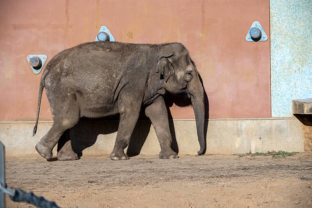 Elephant walking alongside a textured wall, casting a shadow on the ground. The wall has triangular and circular patterns. The animal's pace suggests tranquility and calmness.