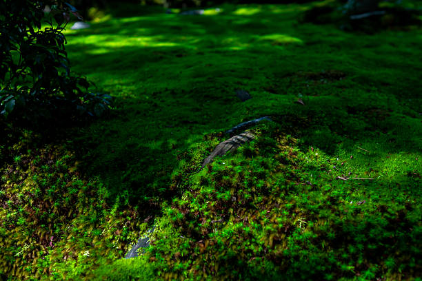 A dense carpet of Polytrichum moss, commonly found in Japanese gardens. Perfect for themes of nature, tranquility, and Zen.
