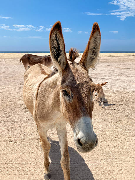 istock Burros on the Beach in Baja, MX 2219583054