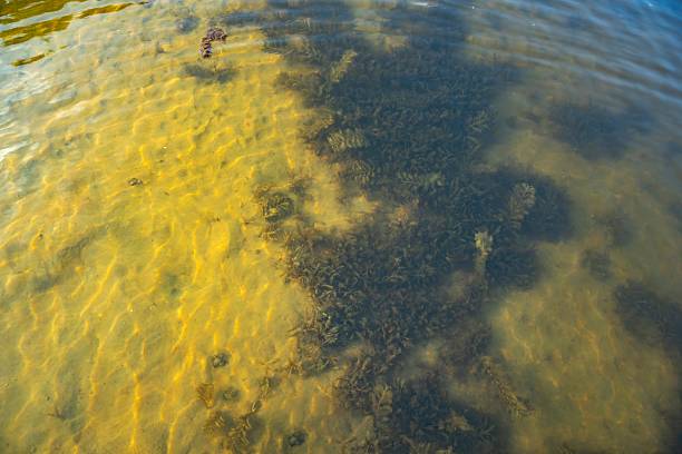 istock Shallow lake bottom with sunlight and aquatic plants under clear water surface 2219584078