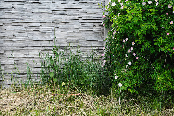 A textured gray stone wall forms the backdrop for an overgrown patch of wild grass and a lush blooming rose bush. The contrast between the structured surface and the organic vegetation highlights the tension between urban design and natural growth. The image exudes a rustic yet dynamic atmosphere.