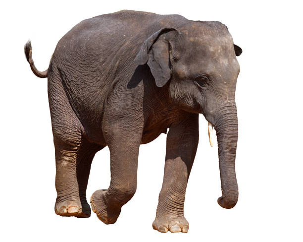 istock A baby elephant is walking on a white background 2219588468