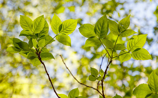 istock Two green leaves on a tree branch 2219589528