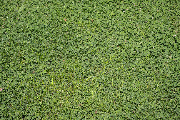 istock ground covered with green grass. White clover (Trifolium repens) 2219589970