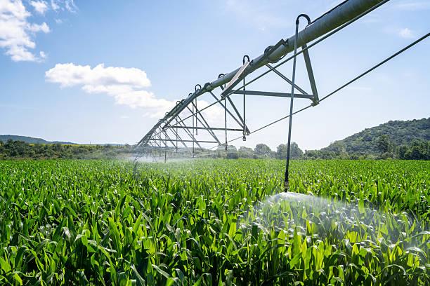istock Large water sprinkler system in a corn field 2219593835