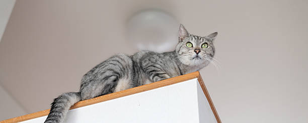 istock Cute cat sitting indoors 2219593866