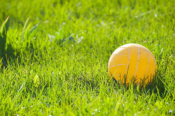 Bumpy blue ball on the green grass.