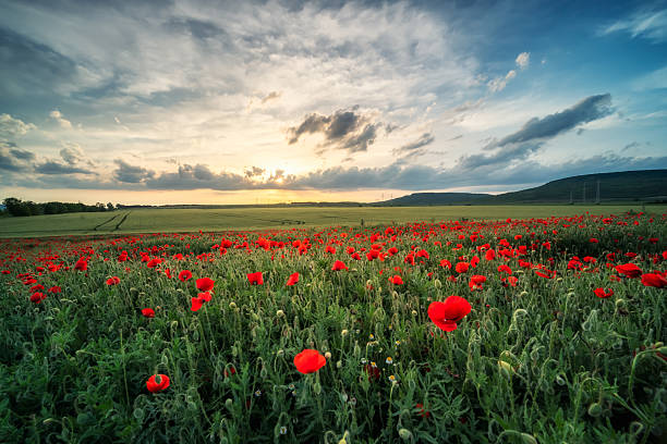 istock Poppy field at sunset 2219594838