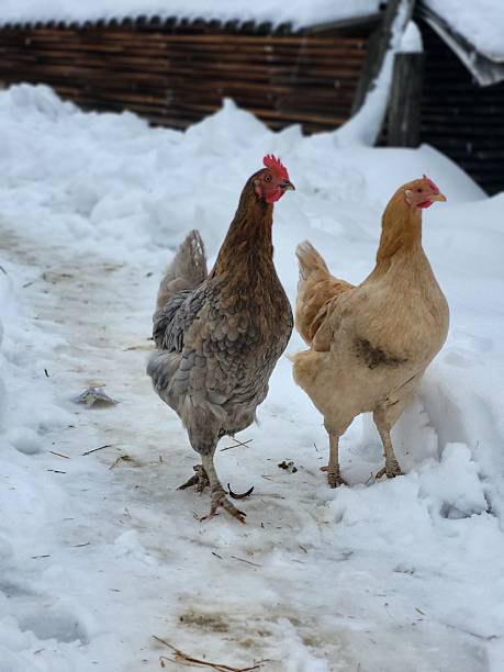 istock Chickens walking in winter snow outdoors 2219601917