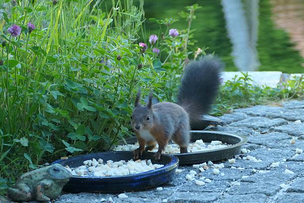Close-up of a red squirrel eating and feeding in the Campo Grande public park in Valladolid, Castile and León, Spain - November 3, 2025.