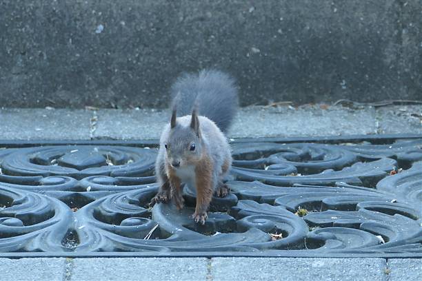There is food for the birds at the pond. A squirrel has chased them away to enjoy the food himself.