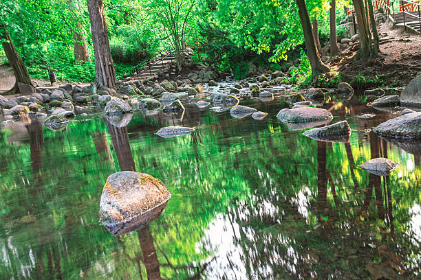 Tranquil scene of a brook, surrounded by verdant foliage. Calm water mirroring the surrounding trees and rocks. Stones and reflections create a serene ambiance in the shallow stream