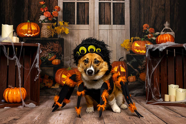 istock Corgi in Spider Costume for Halloween 2219604142